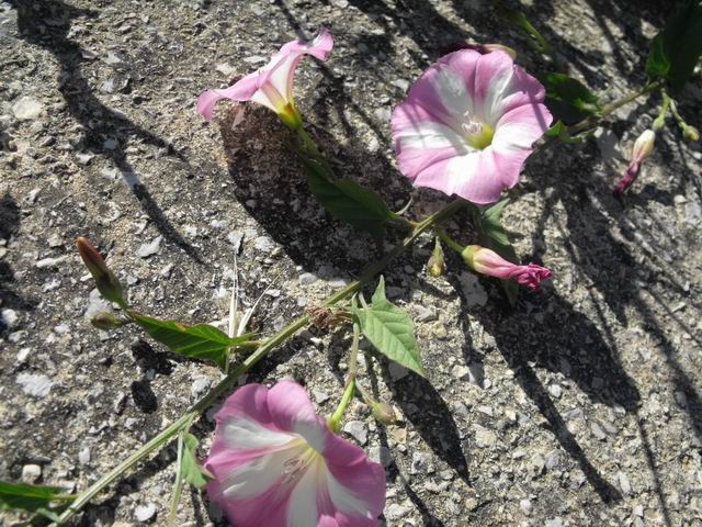 Convolvulus arvensis